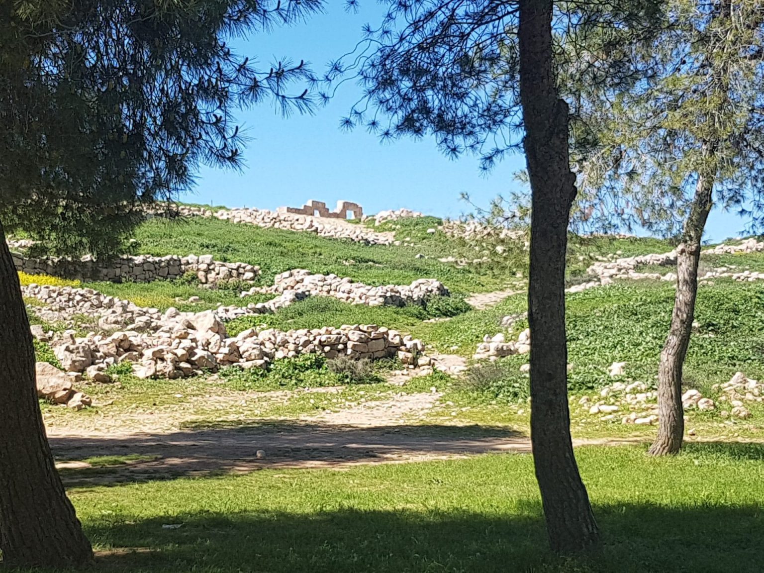 יער יתיר היער הנטוע הגדול בישראל - גילי שולץ - מורת דרך מוסמכת