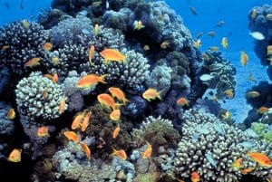 שמורת טבע חוף האלמוגים, אילת